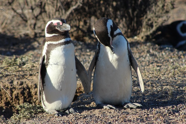 two penguins standing together Compassion-For-Others-Tess-René Schultz