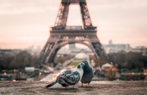 two pigeons in front of the Eiffel Tower in Paris with a pink sky in the background
