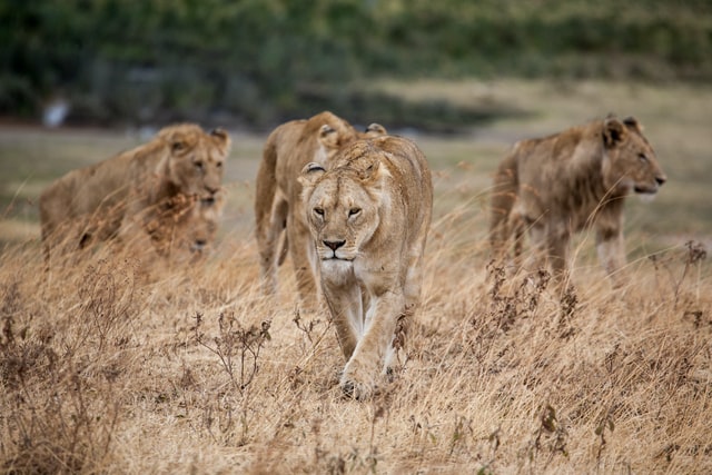lions walking Compassion-For-Others-Tess-Rene Schultz article