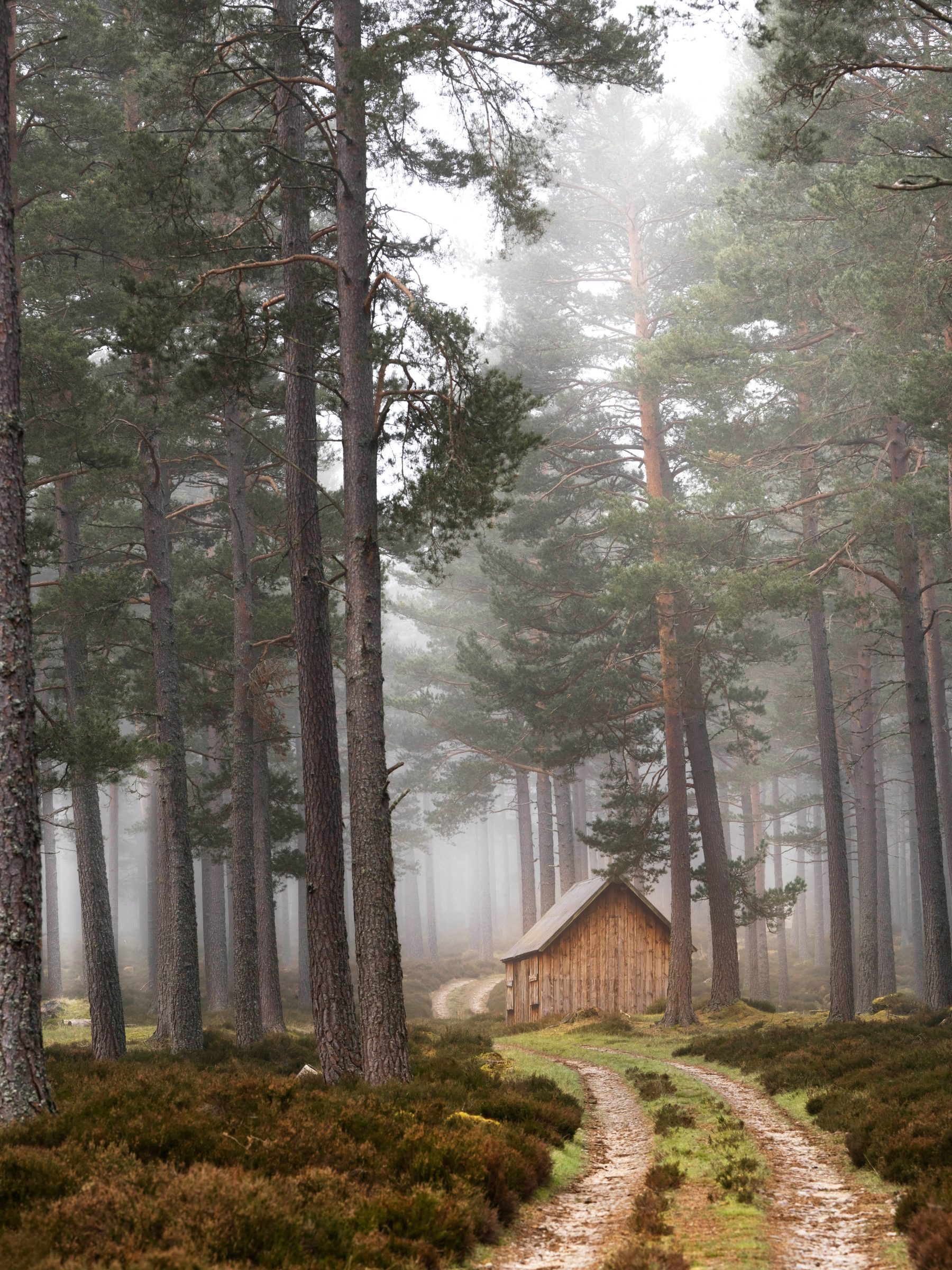 A misty forest path symbolizing the journey through limiting beliefs and core emotional patterns. Represents inner healing and schema work.