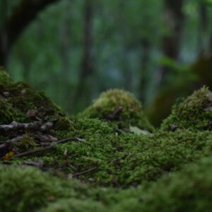 Illustration of mossy forest floor symbolizing the calm that is possible even when in a state of fear of abandonment. Article by Tess René Coaching”