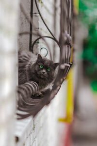 Grey cat hiding on a balcony, symbolising avoidance of fear, in an article by Tess Rene Coaching