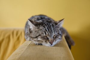 Cat resting calmly, representing building courage step by step, in an article by Tess Rene Coaching