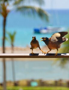 Two birds in lively motion, symbolising fear growing louder, in an article by Tess Rene Coaching