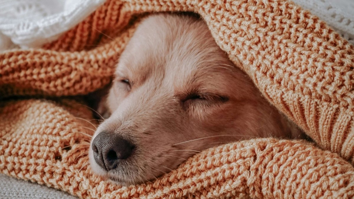 Small dog sleeping under a knitted blanket, symbolising the calming effect of gentle somatic practices — inspired by an article about soothing your inner child from Tess Rene Coaching