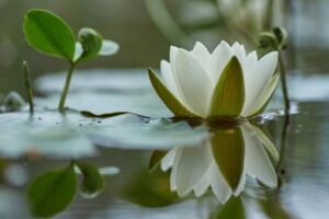 White lotus flower on calm water, symbolising acceptance and transformation, in an article about change through letting go.