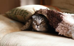 Cat hiding under a blanket with wide eyes symbolising the cautious way people often approach intense emotions in an article by Tess René Coaching.