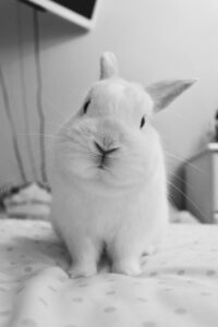 White rabbit symbolising distractions in a Tess René Coaching article on how to be relaxed.