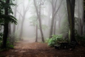 Misty forest path with trees fading into the distance, representing patience, presence, and wisdom in nature, in an article about slowing down.