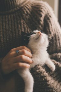 Person gently stroking a relaxed cat in this Tess René Coaching article about everyday ways to strengthen joy and support nervous system healing