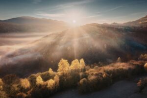 sunlight through forest trees symbolising shifting from scarcity toward openness in a Tess René Coaching article