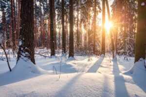 winter forest with long shadows representing emotional heaviness blocking joy by Tess René Coaching