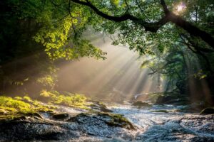 Sunlight shining through a forest river in this Tess René Coaching article about reconnecting with joy and emotional aliveness