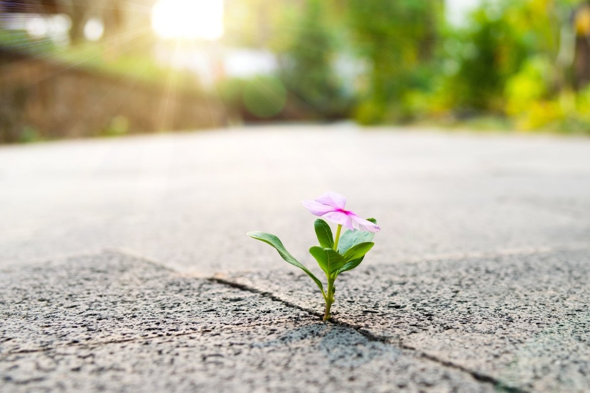 Flower growing through cracked pavement symbolizing change in this Tess Renè Coaching article about how to feel better when life feels flat
