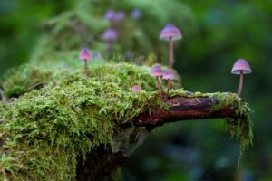 small purple mushrooms growing through moss in Tess René Coaching article about learned emotional patterns