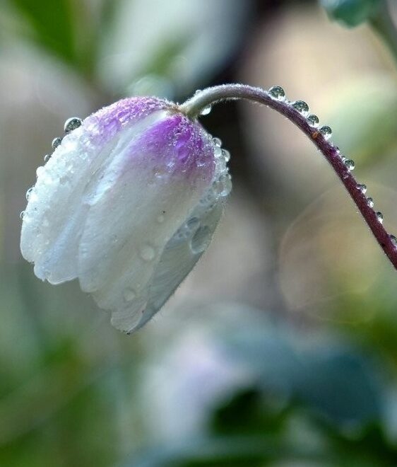 delicate white and purple flower bending under water droplets in Tess René Coaching article about emotional sensitivity