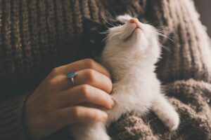 Cat receiving affection in this Tess Renè Coaching article about emotional safety, sensitivity, and self acceptance and being overly sensitive