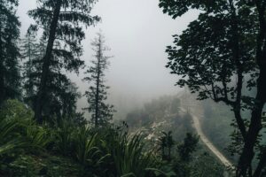A narrow road winding through a dark, misty forest, symbolising emotional exhaustion, uncertainty, and feeling disconnected from yourself.